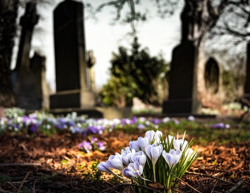 Wachsende Blumen auf einem Friedhof